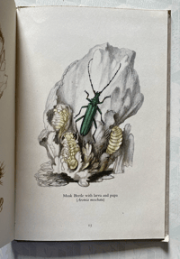 Image 4 of Some British Beetles