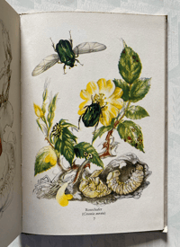 Image 5 of Some British Beetles