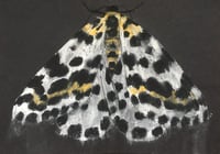 Image 1 of ART CLASS FOR KIDS ~ Draw butterflies and Bugs ~ 12th August '26 1-3pm