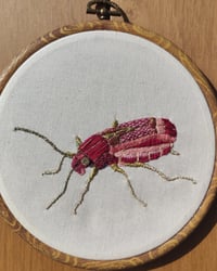 Image 1 of Carabe rose