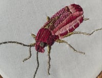 Image 2 of Carabe rose