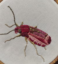 Image 3 of Carabe rose