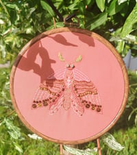 Image 1 of Papillon de nuit corail