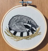 Image 1 of Raton laveur endormi