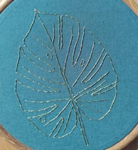 Image 2 of Monstera