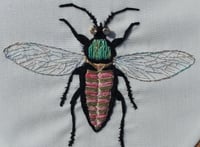 Image 1 of Insecte rayé 