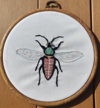 Image 2 of Insecte rayé 