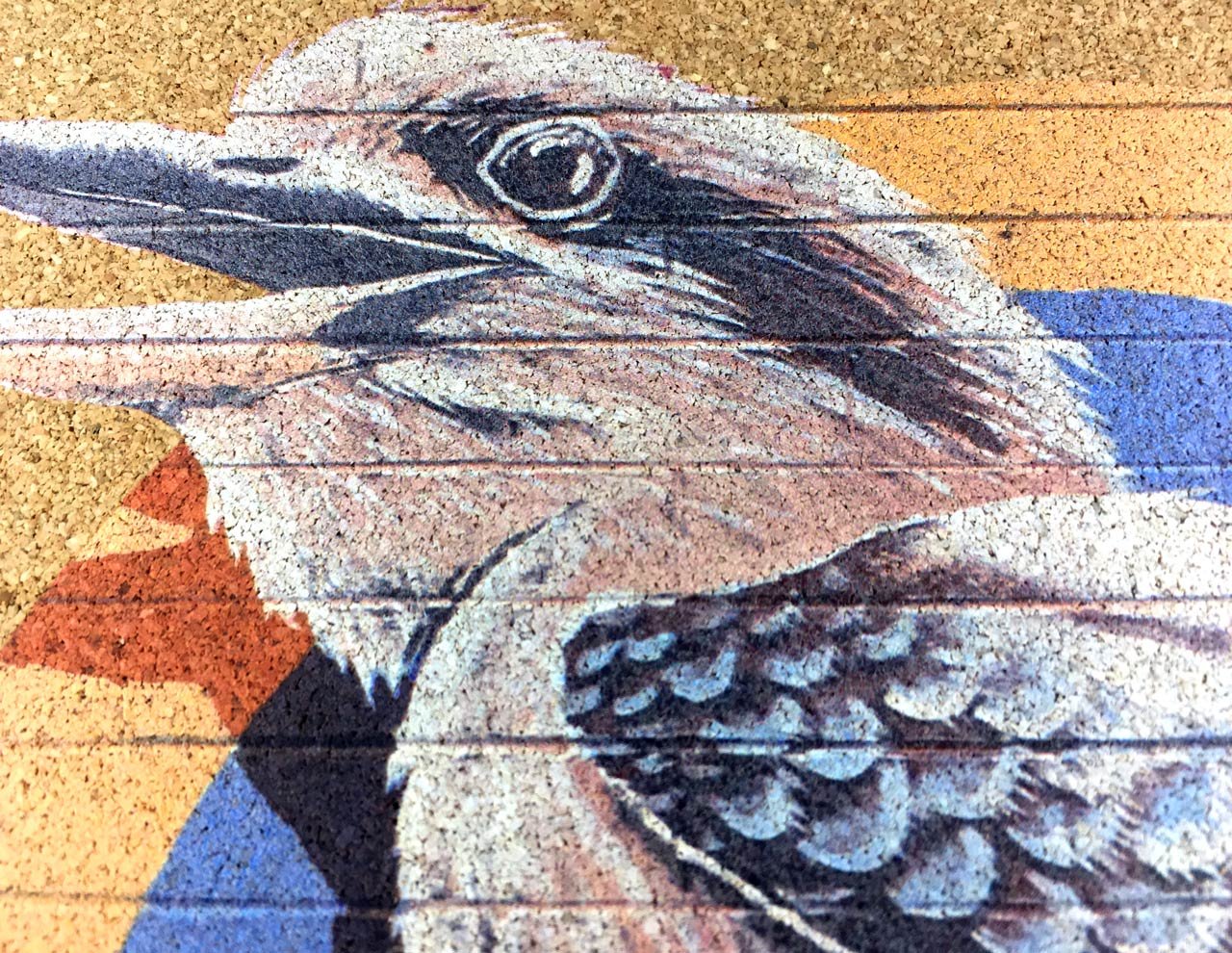 Image of Laughing kookaburra (co-) Brenton See (WA)