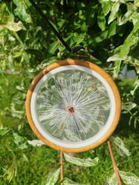 Image 1 of Pissenlit 2