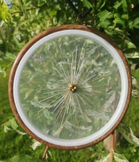 Image 3 of Pissenlit 4