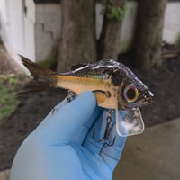 Image 2 of Lipped GWP (THREADFIN)