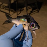 Image 3 of Lipped GWP (THREADFIN)