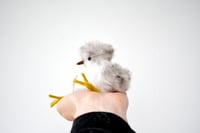 Image 1 of baby sandpiper