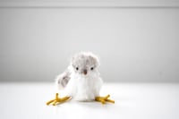 Image 4 of baby sandpiper