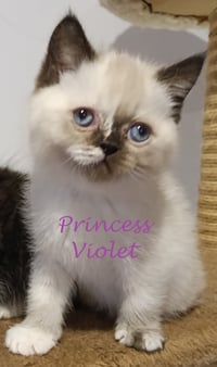 Princess Violet