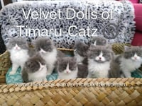 WAITLIST * Blue Velvet Dolls