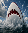 Great White Fridge magnet
