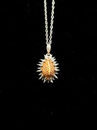 Spiked Jenneria Pustulata Cowrie Pendant 