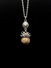 Hawaiian Honey Cowrie Pendant w/ Spiked Opihi Awa Coral Cap + Opihi Awa Link 