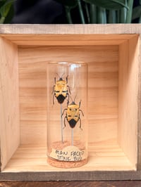 MAN FACED STINK BUG VIAL