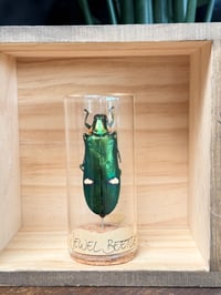 JEWEL BEETLE VIAL