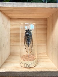 GIANT CICADA VIAL