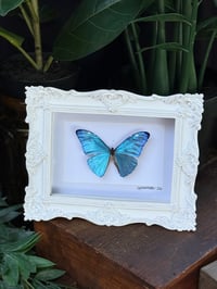 AEGA MORPHO FRAME