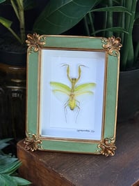 PRAYING MANTIS - GREEN/GOLD