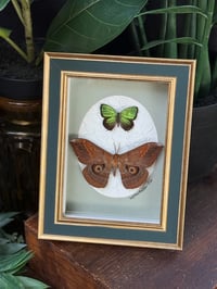 SATURN MOTH / METALLIC "MATRIX"