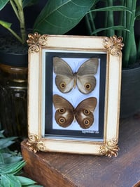 URANIA OWL BUTTERFLY DUO - ANTIQUE GOLD
