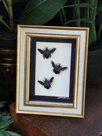 BLUE CARPENTER BEE - DUSTY BLUE