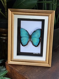 PELEIDES BLUE MORPHO FRAME