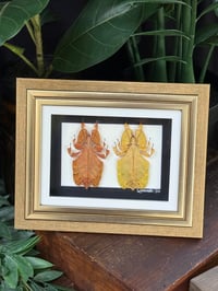ORANGE/YELLOW LEAF BUG DUO