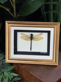 DRAGONFLY FRAME