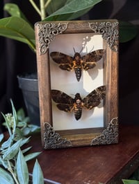 WOODEN DEATH HEAD DUO 