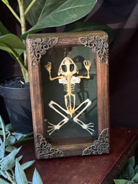 WOODEN FROG SKELETON BOX