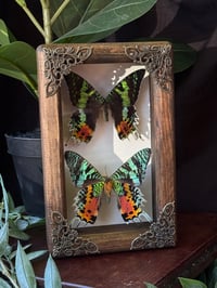 WOODEN MADAGASCAN SUNSET MOTHS