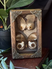 WOODEN URANIA OWL BUTTERFLIES