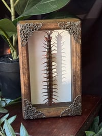 WOODEN CENTIPEDE FRAME