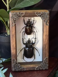 WOODEN CAUCASUS BEETLE DUO