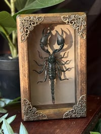 WOODEN SCORPION BOX 