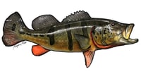 Image 14 of NEW! Fish Stickers