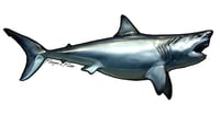 Image 19 of NEW! Fish Stickers