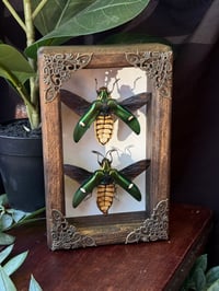 WOODEN JEWEL BEETLE DUO