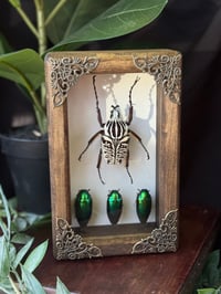 WOODEN GOLIATH BEETLE / JEWEL BEETLES