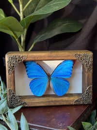 WOODEN MORPHO FRAME 