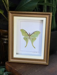 LUNA MOTH - GOLD BUBBLE FRAME