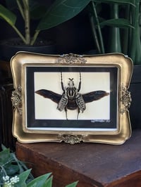 GOLIATH BEETLE - GOLD ORNATE