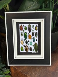BEETLE BOX - 1