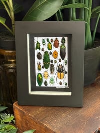 BEETLE BOX - 2 